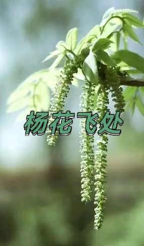 长相思-杨花飞处（组合）马文智（河北）（图11）