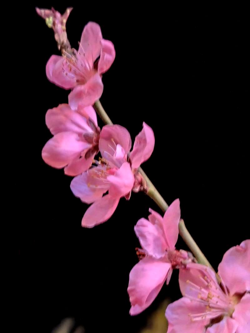 《七律 桃花昨夜溢芬芳》作者：古夫—文化强国量子诗歌文化传媒（图10）