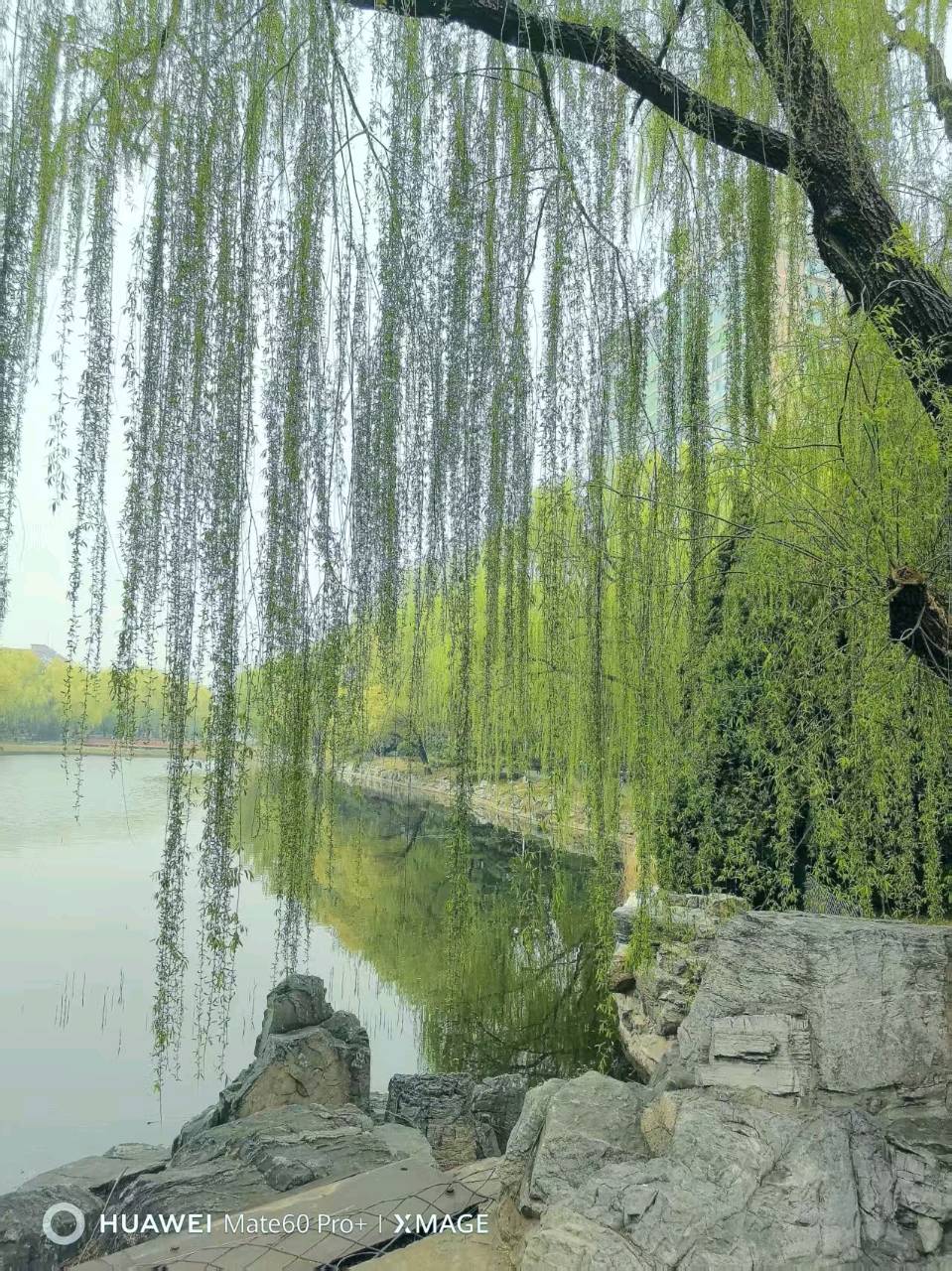 【都市头条向幸福出发编辑部】第15452期 清明祭祖荡花海 文/董相升（图2）