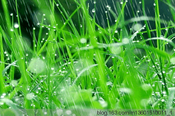 春雨 作者:姜文鹏（图4）