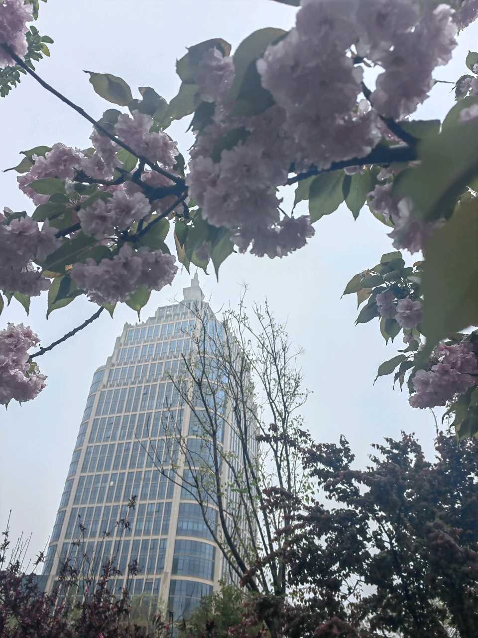 雨 润 樱 花🌧️🌸（图4）