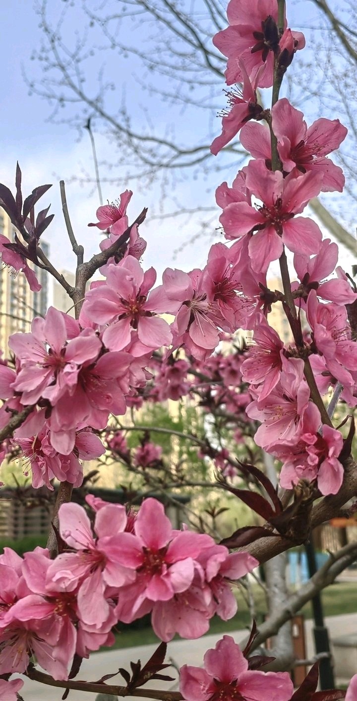 桃之夭夭🌸（图3）