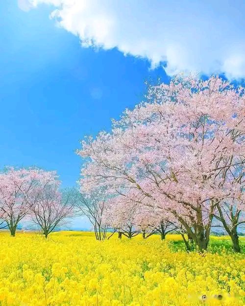 六汪文联格律诗社‖春天，每一片嫩芽都是大地写给天空的诗行。（图2）