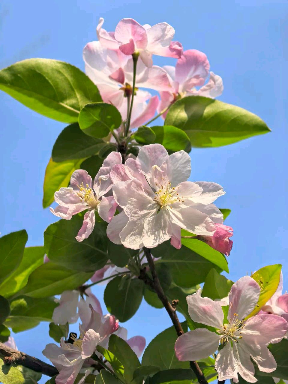 海棠悦遊人🌸（图7）