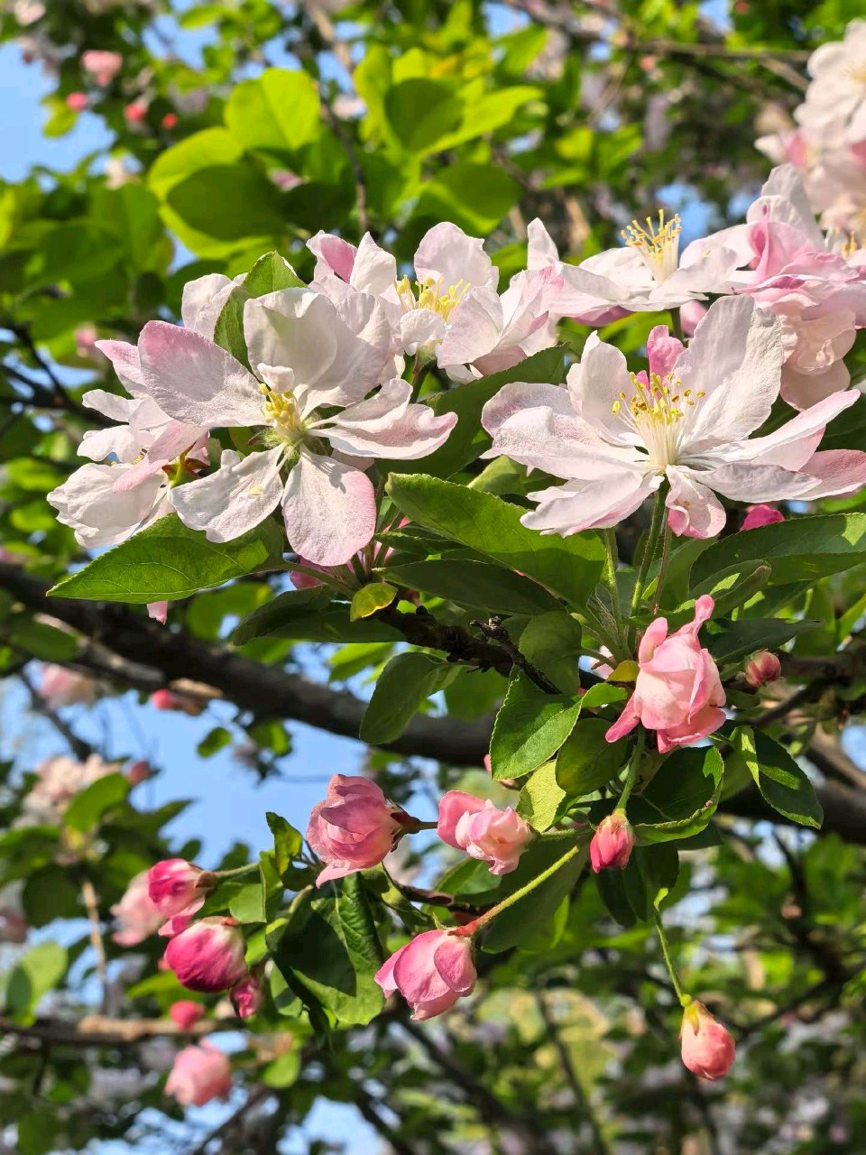 海棠悦遊人🌸（图2）