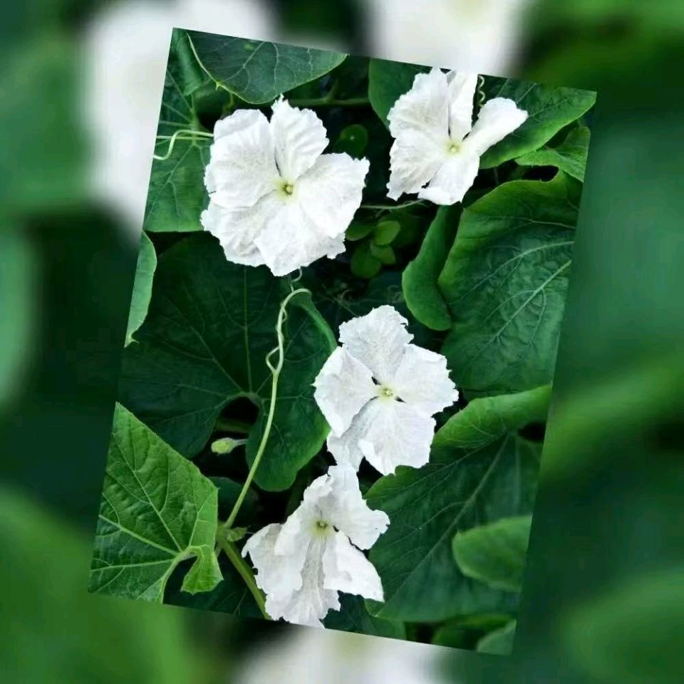 【翰林国粹诗社】诗人陈衍统个人专辑(三十四)咏百花专刊(实花系列七)（图3）