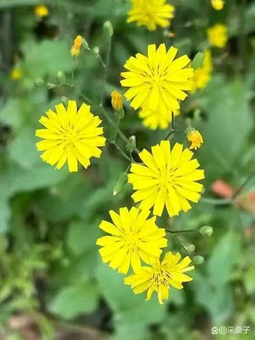 【翰林国粹诗社】诗人陈衍统个人专辑(三十四)咏百花专刊(实花系列七)（图6）