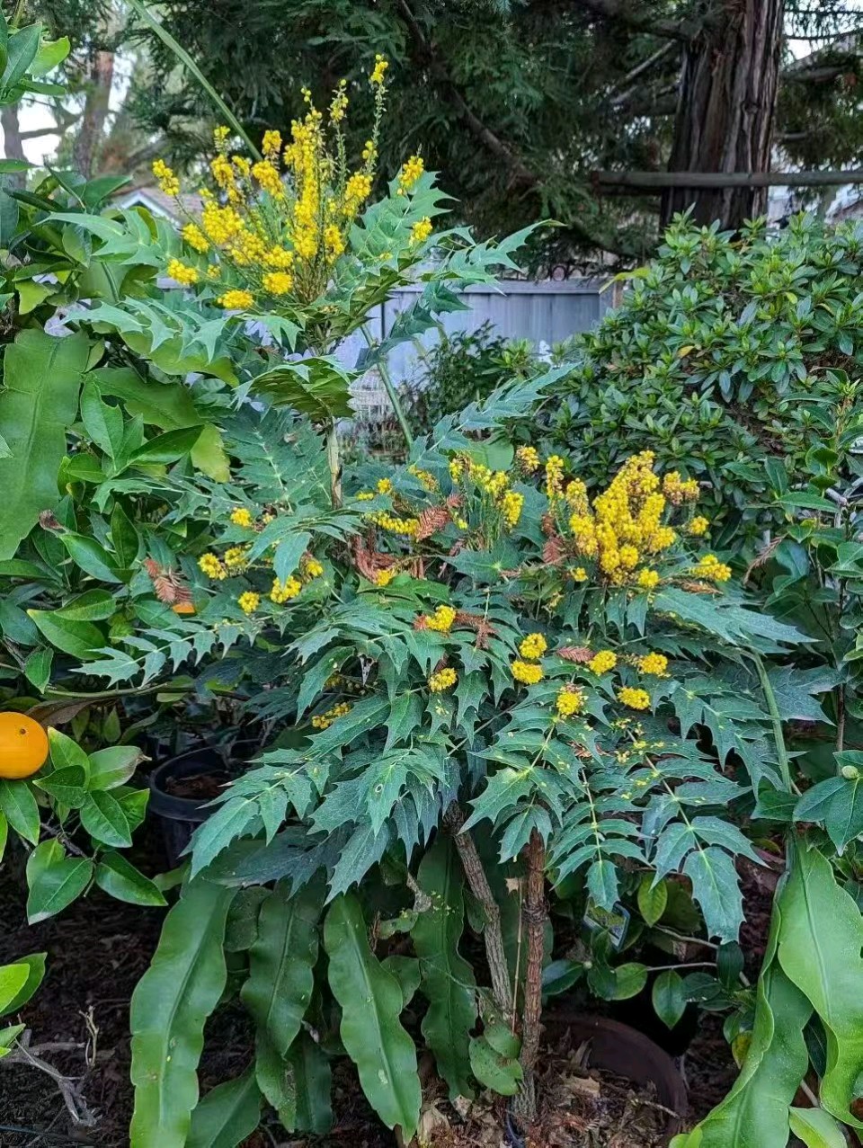 【翰林国粹诗社】诗人陈衍统个人专辑(三十四)咏百花专刊(实花系列七)（图17）