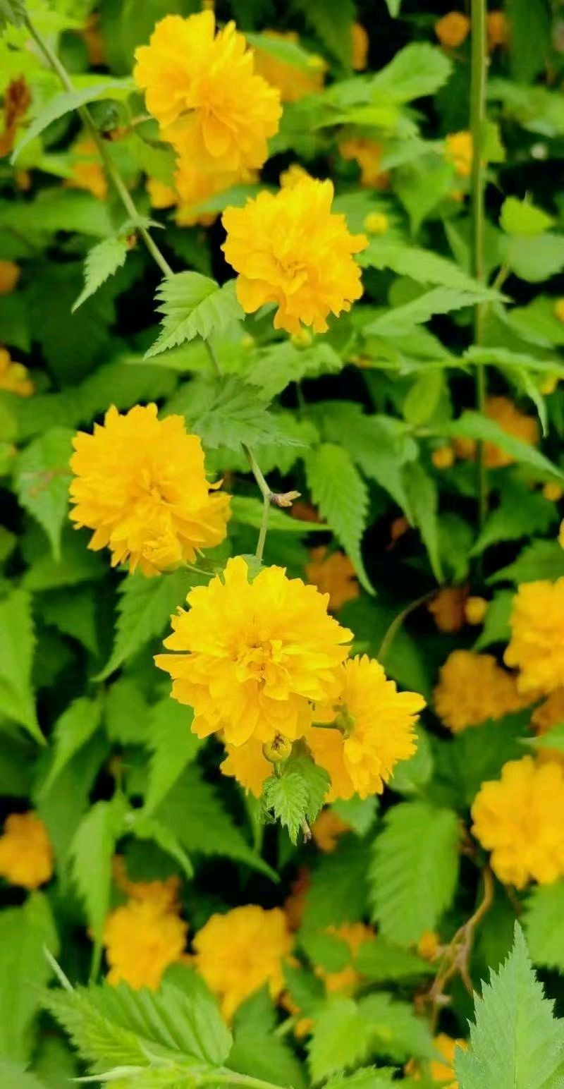 【翰林国粹诗社】诗人陈衍统个人专辑(三十四)咏百花专刊(实花系列七)（图22）