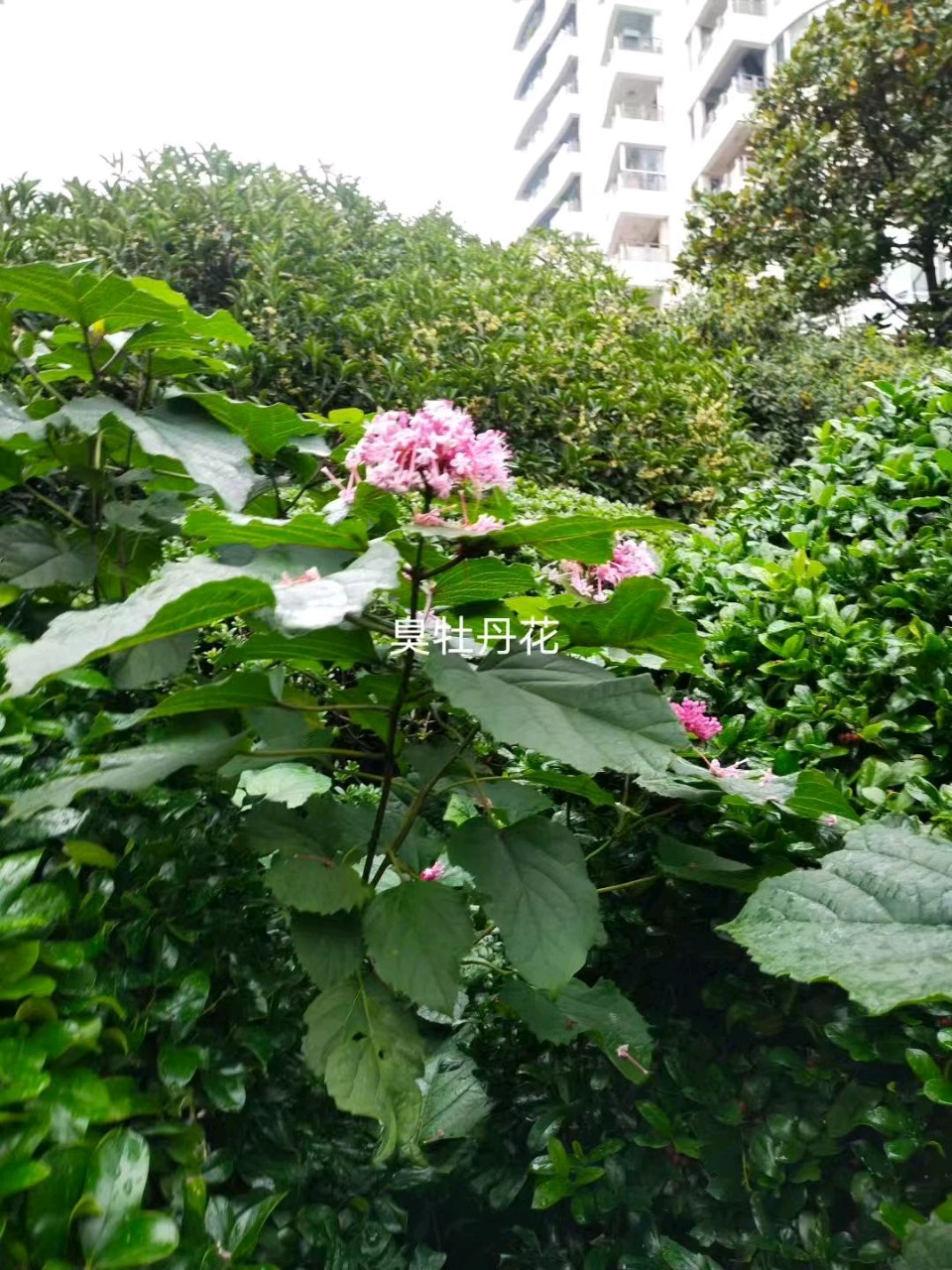 【翰林国粹诗社】诗人陈衍统个人专辑(三十四)咏百花专刊(实花系列七)（图27）
