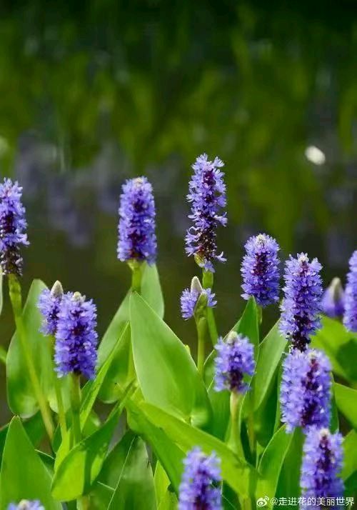 【翰林国粹诗社】诗人陈衍统个人专辑(三十四)咏百花专刊(实花系列七)（图29）