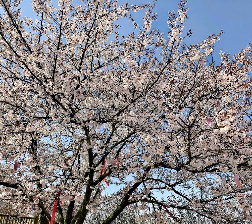 自由体《植物园赏樱》五言十首/文/郑金波（图3）