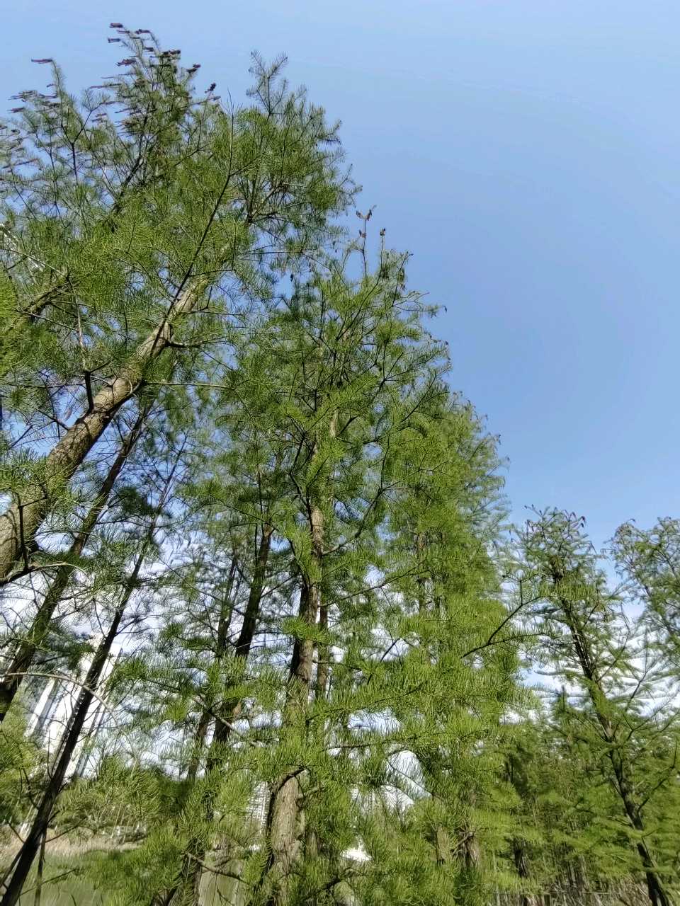 鹧鸪天 . 禹跡岛（二首）文/江冲（图7）