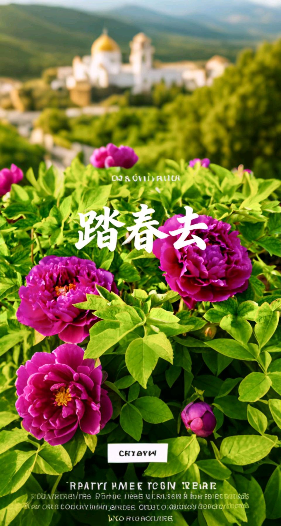 【都市头条向幸福出发编辑部】第15487期 菏泽牡丹园记:天香国色入画来 朗诵/苌彦凤 作者/雄鹰(图3)