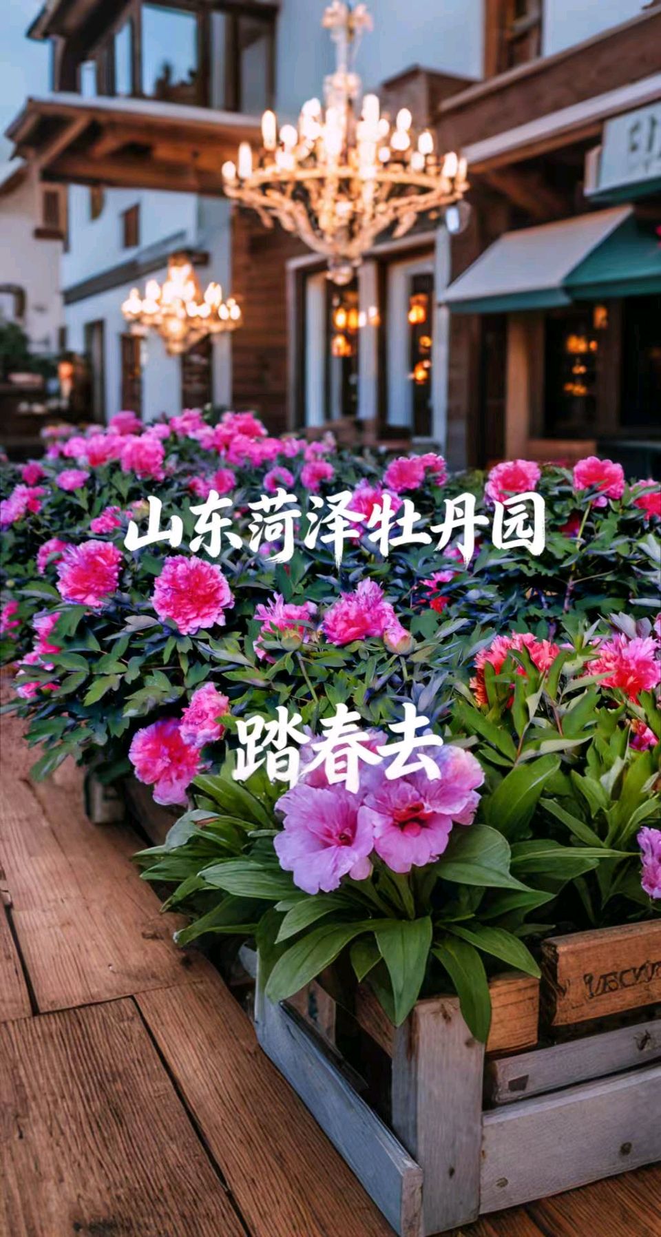 【都市头条向幸福出发编辑部】第15487期 菏泽牡丹园记：天香国色入画来 朗诵/苌彦凤 作者/雄鹰（图10）