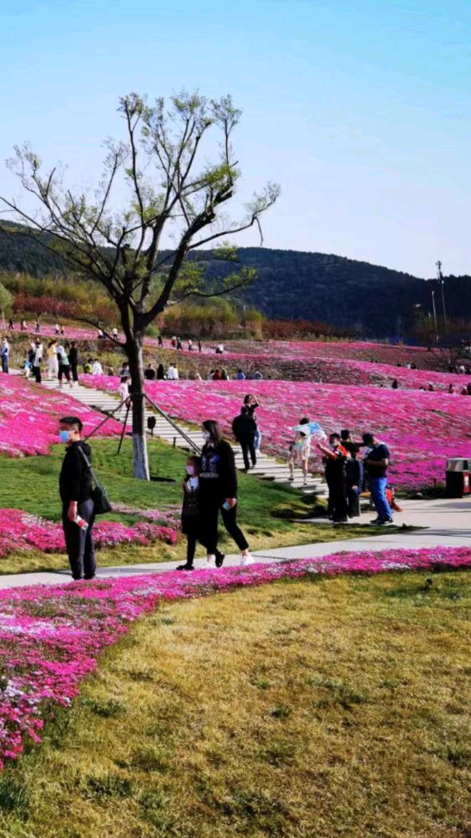 福禄考花海🌸（图3）