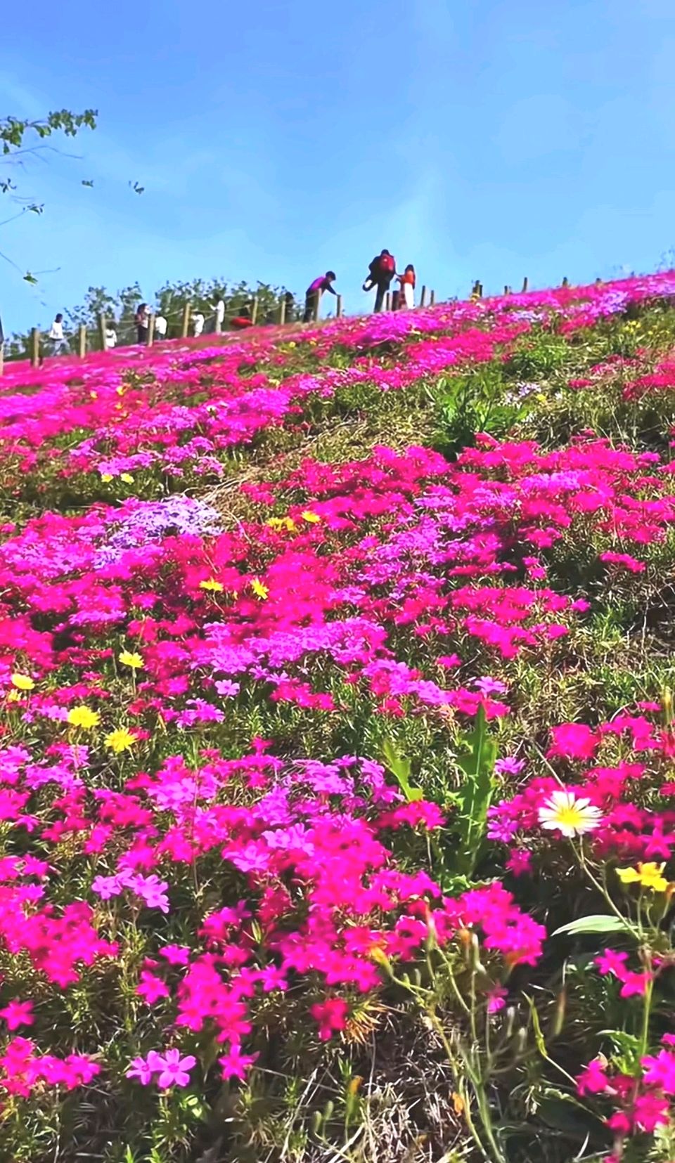 福禄考花海🌸（图6）