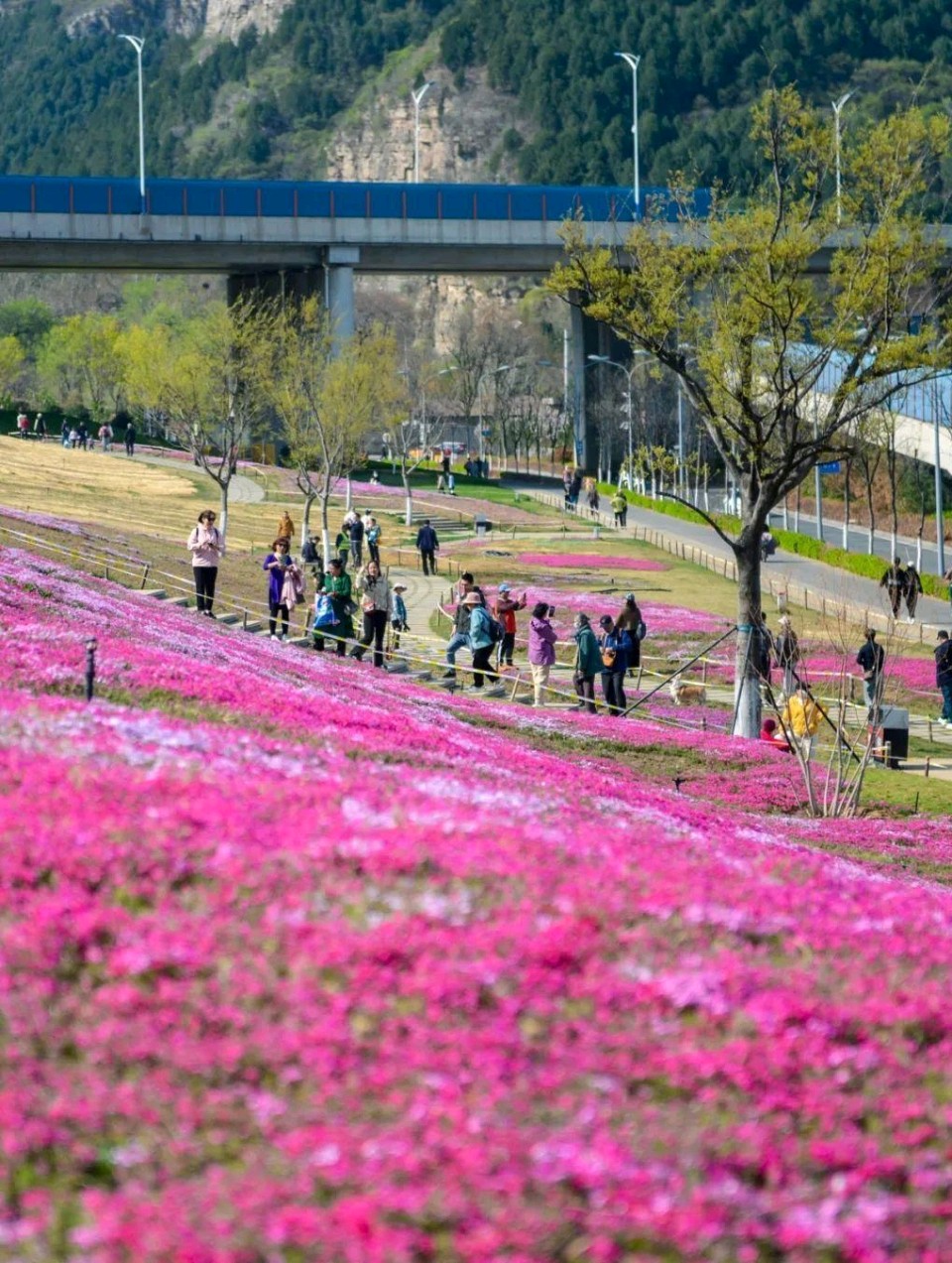 福禄考花海🌸（图8）