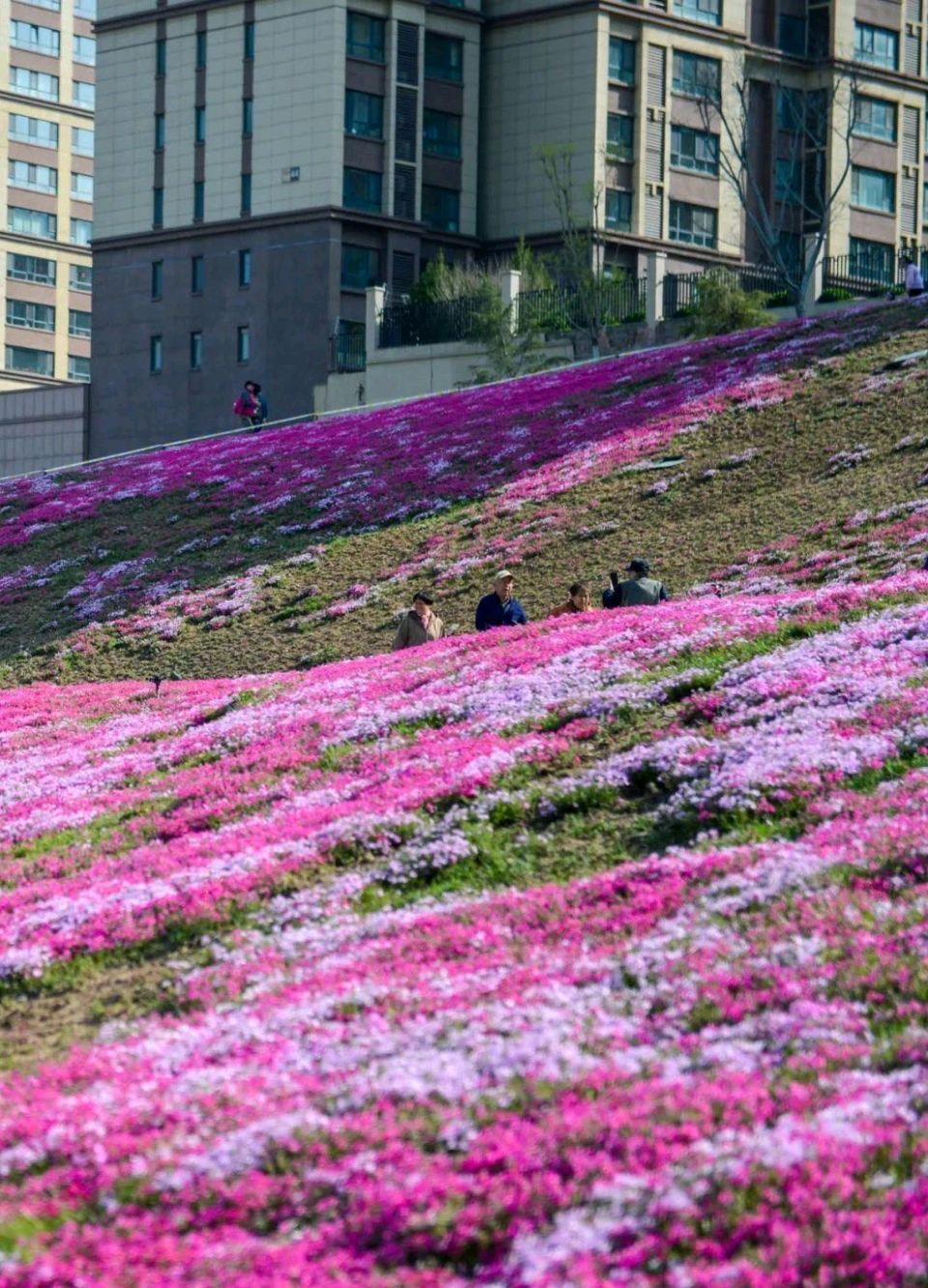 福禄考花海🌸（图7）