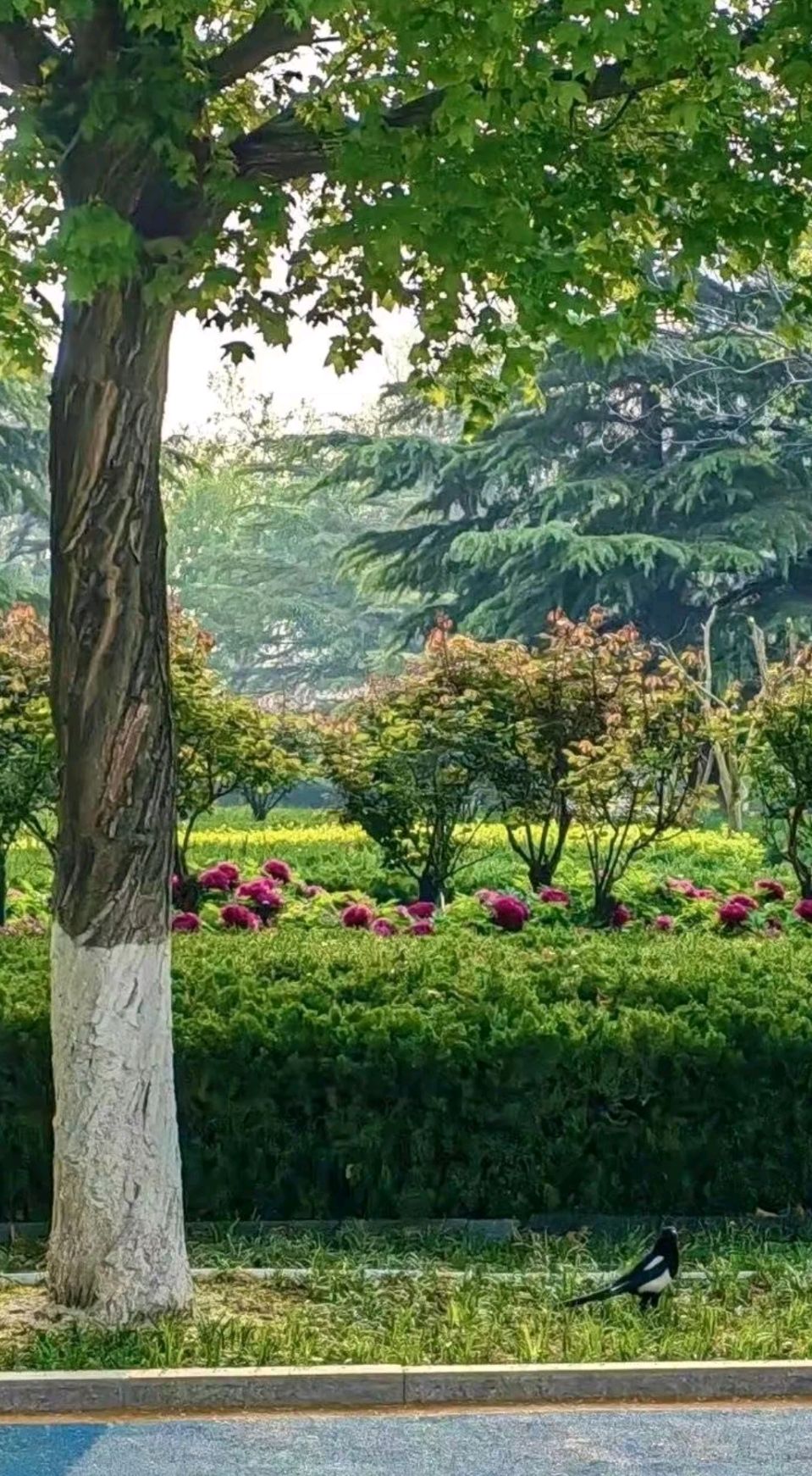 牡丹花开香满园🌸（图4）