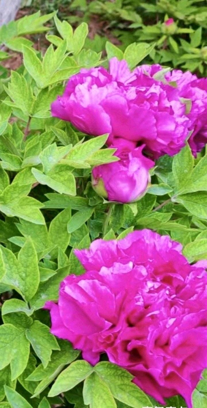 牡丹花开香满园🌸（图6）