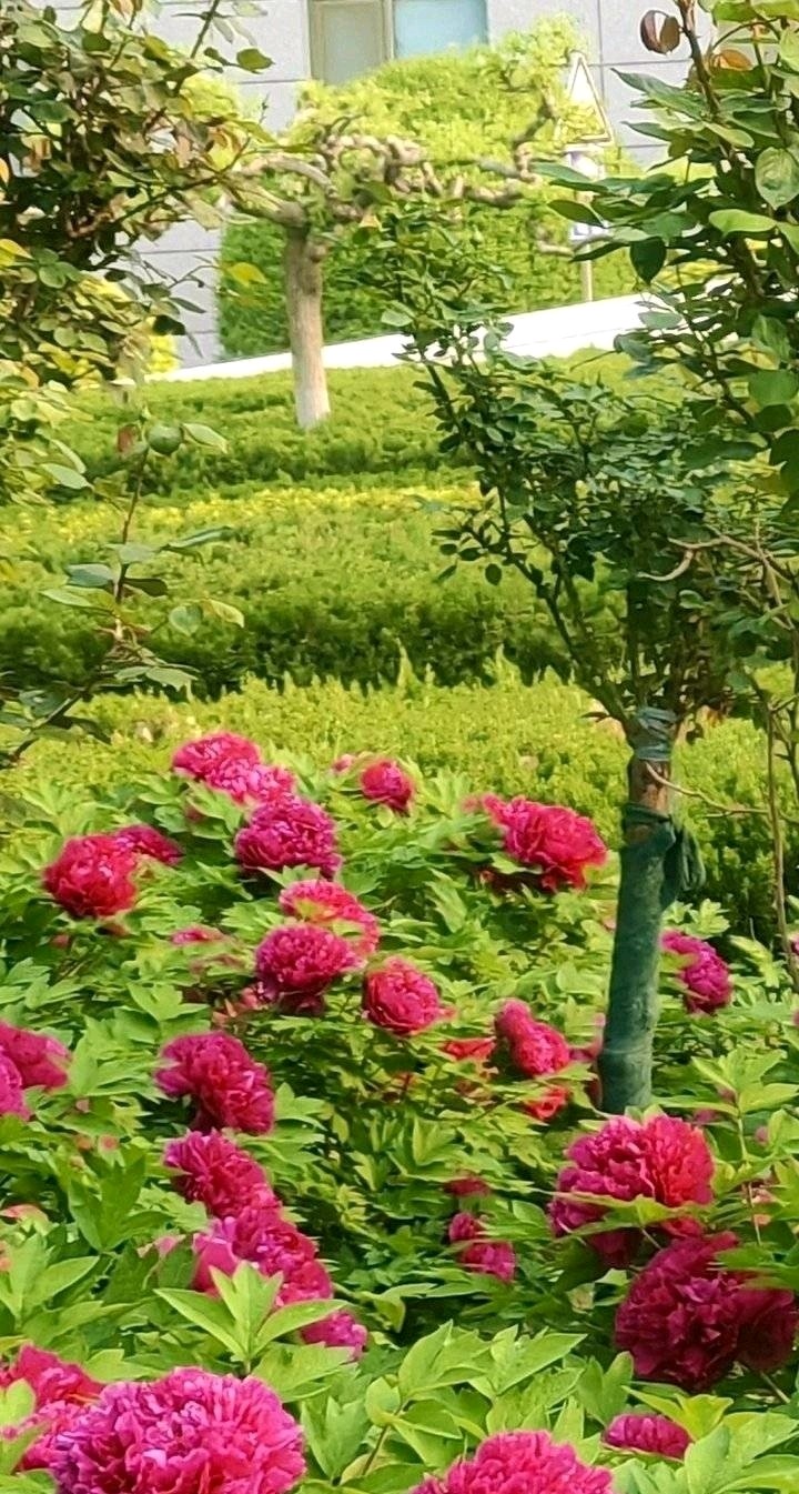 牡丹花开香满园🌸（图5）