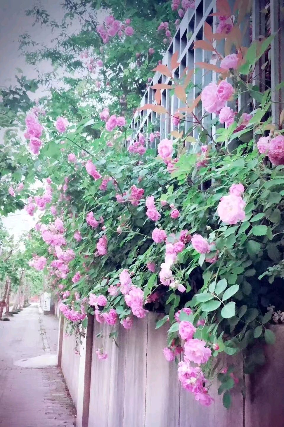 （原创）《七律 • 蔷薇花吟》文/梁正明（重庆）