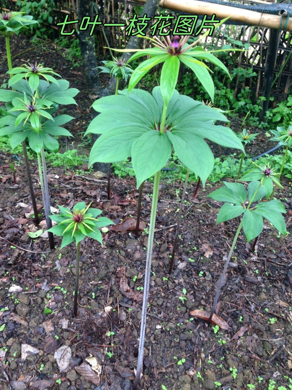 《七律 • 鄱北林下种药二十万亩有寄》（依韵）作者/吴云钦（图3）