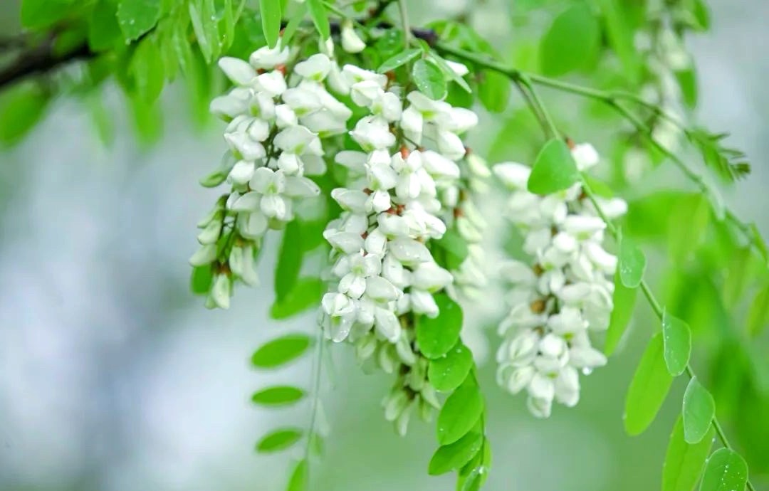 【新诗大观】槐花初绽十咏||文/郝会军（河北）（图3）