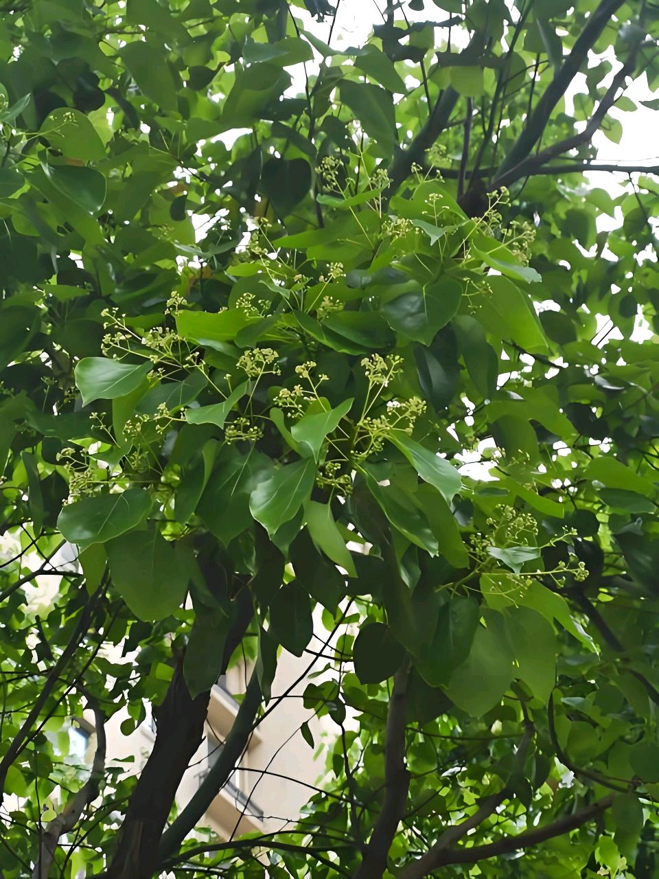 中华红旗国际诗社～北京头条～四月的香樟树：作者/雨下罗加：朗诵/柔荑（图3）