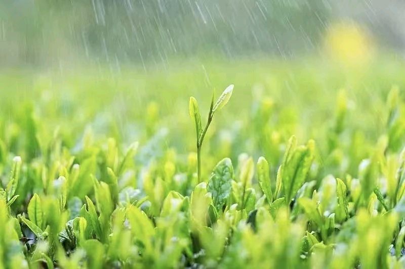 【荣耀中国】文学社*七律·谷雨李德政（安康）（图5）