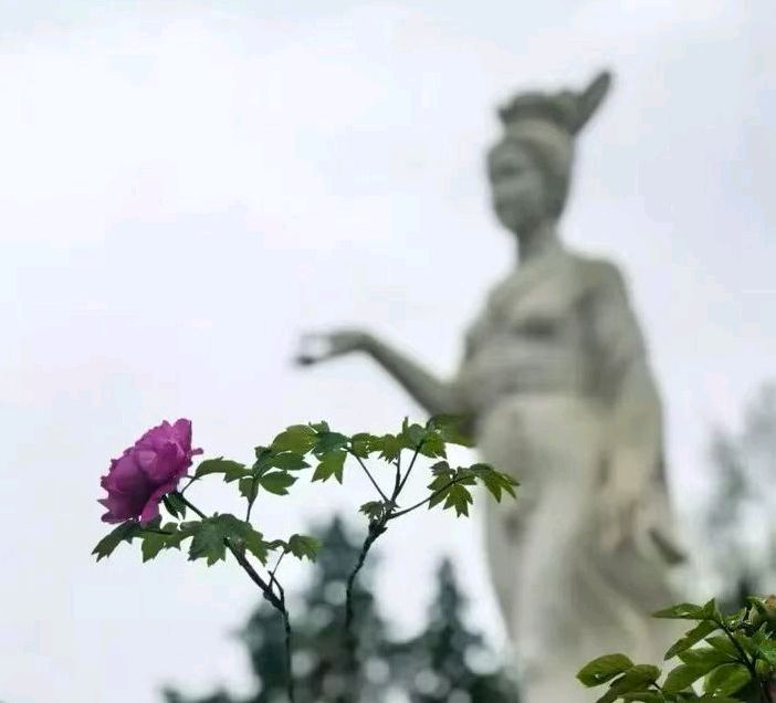 高度