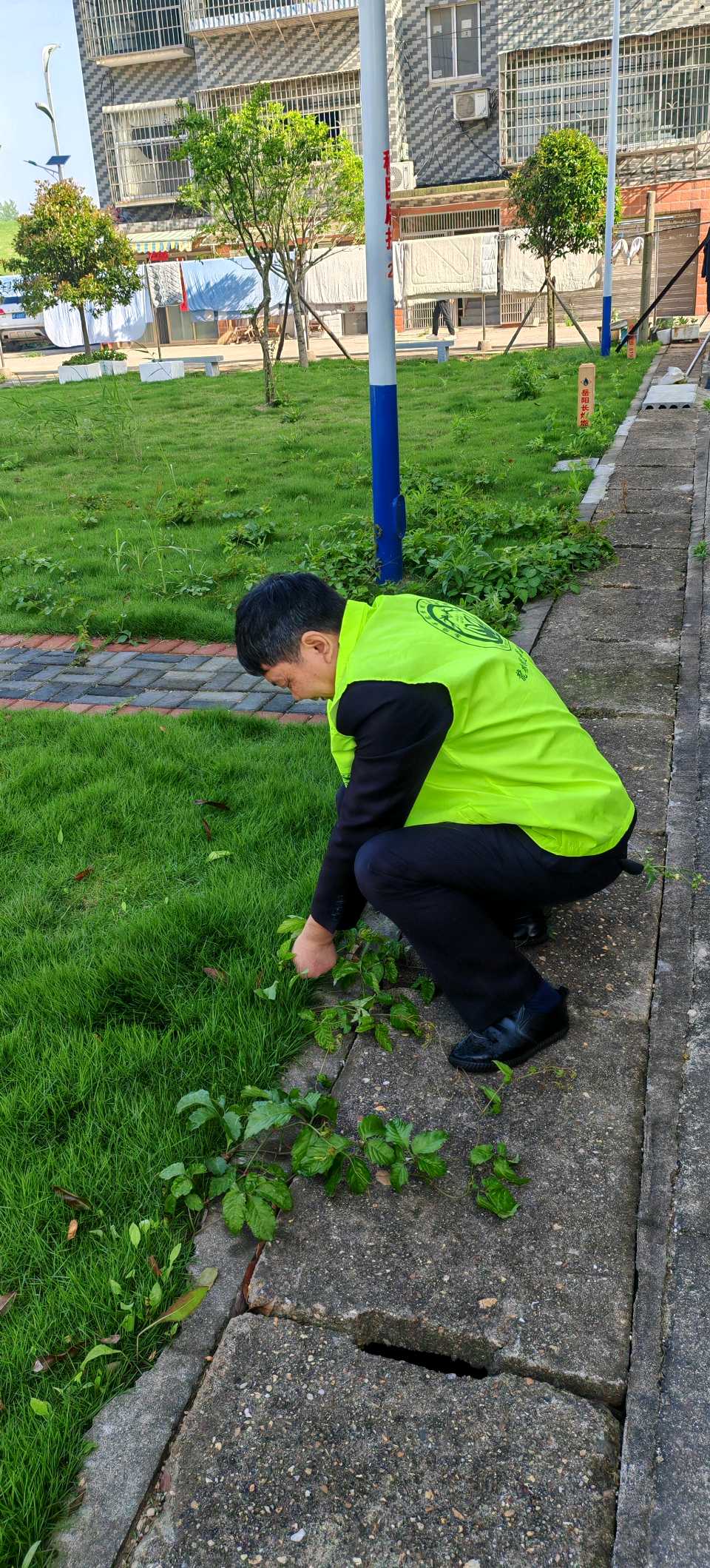 践行志愿精神 守护绿色家园——岳阳市龙根绿志愿者协会开展社区绿化养护志愿活动