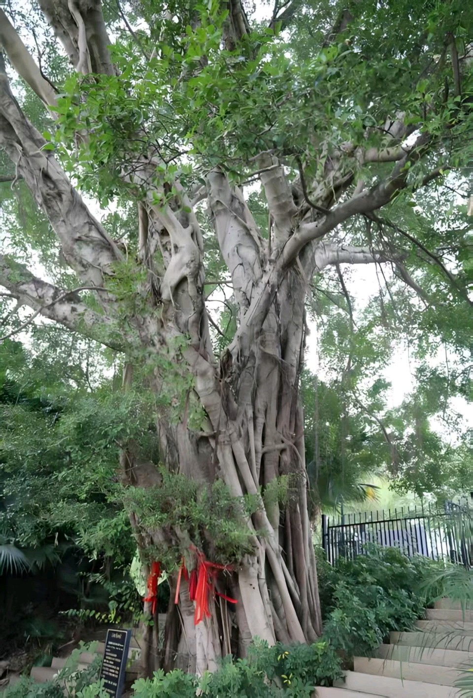 七律•红棉映粤英雄树一一南方行之五/作者：李庆明（图7）
