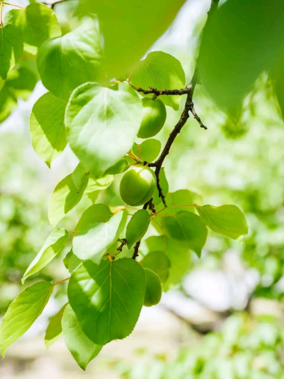 念奴娇·立夏 作者:张爱柳（图4）