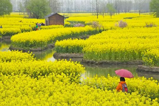 微型散文诗《三月的兴化》（图3）
