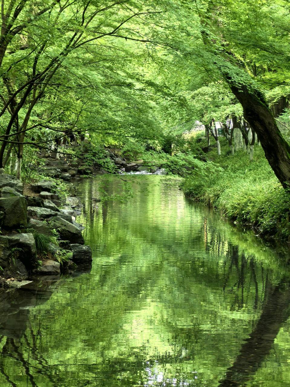 初夏 作者:管洪钧（图5）
