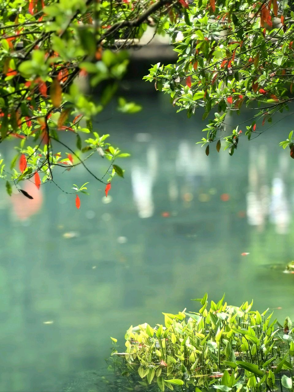 初夏 作者:管洪钧（图2）