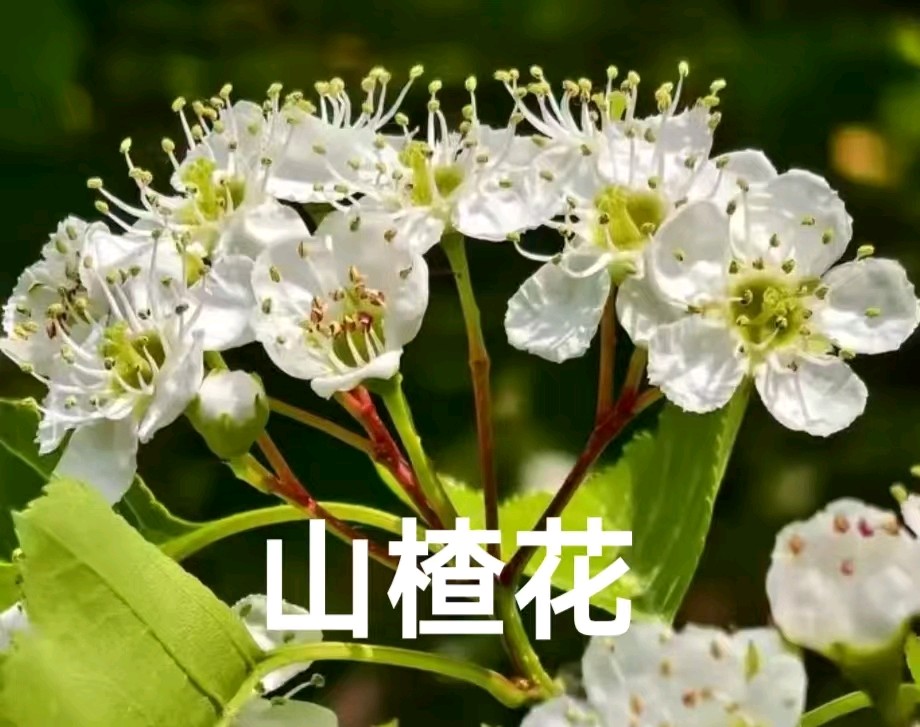 长相思·山楂花/作者：平安是福（张福安）（图3）