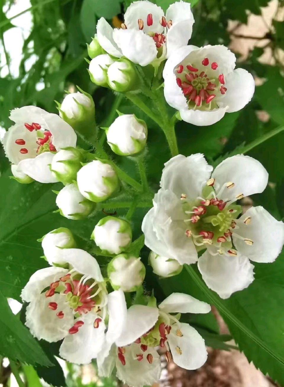 长相思·山楂花/作者：平安是福（张福安）（图5）
