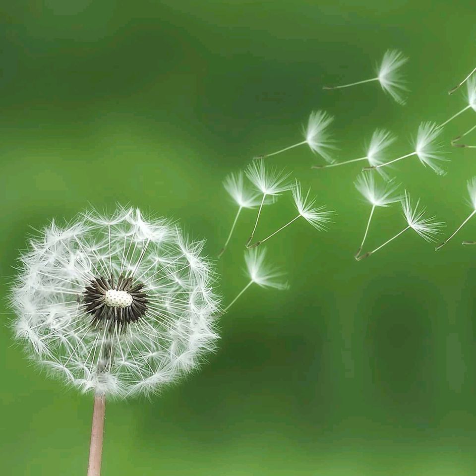 《七律 • 蒲公英》作者/吴云钦