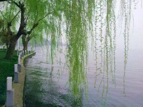 留春令•轻暑景澄（晏几道体） 作者:王省南（浙江杭州）（图2）