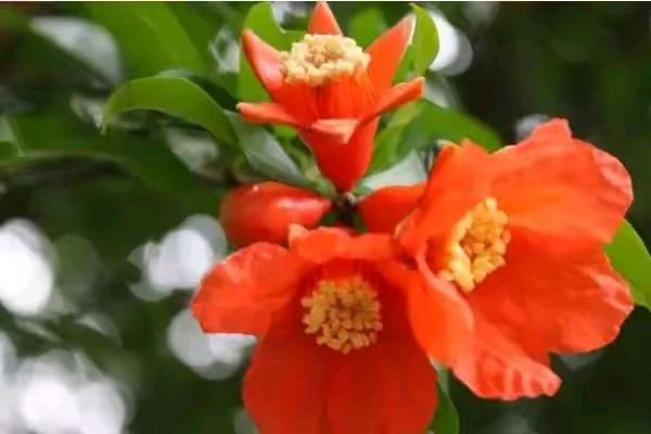 【神都诗社】龙门诗苑059期《石榴花》（图18）