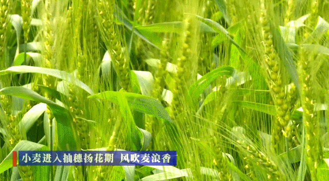 囯风总社-269‖丙午小满(合刊)北京头条(图9)