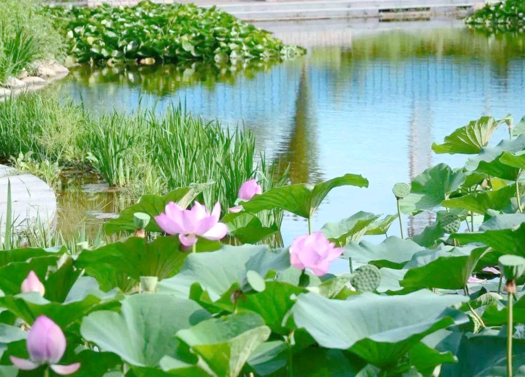 盛夏谋生(通韵) 作者:张满海（图2）