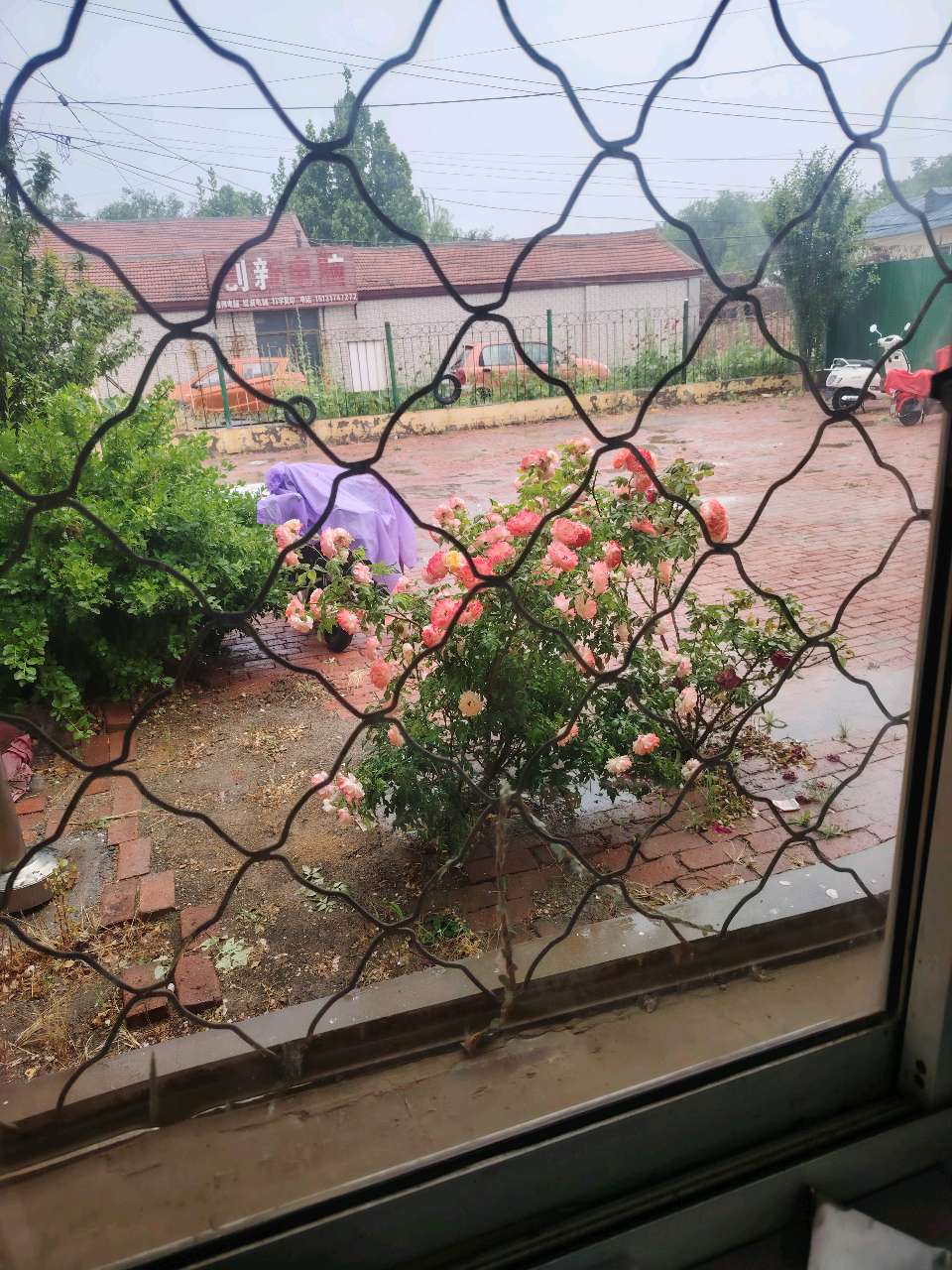 【都市头条向幸福出发编辑部】第15745期 雨中的花文 如月 主播 淡淡茶香