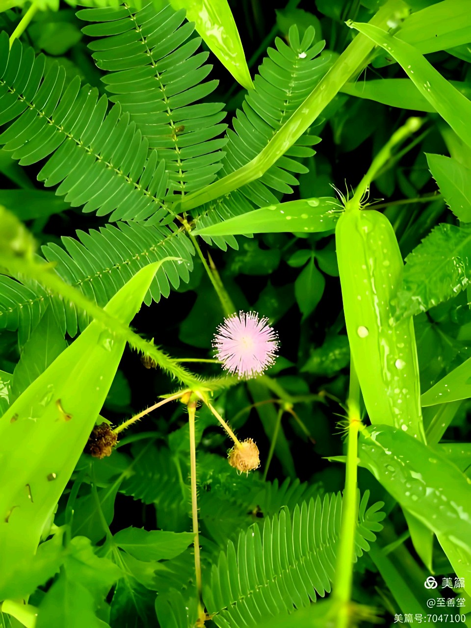 中华红旗国际诗社～北京头条～是谁向五月写满诗意：作者/雨下罗加：朗诵/边城（图5）