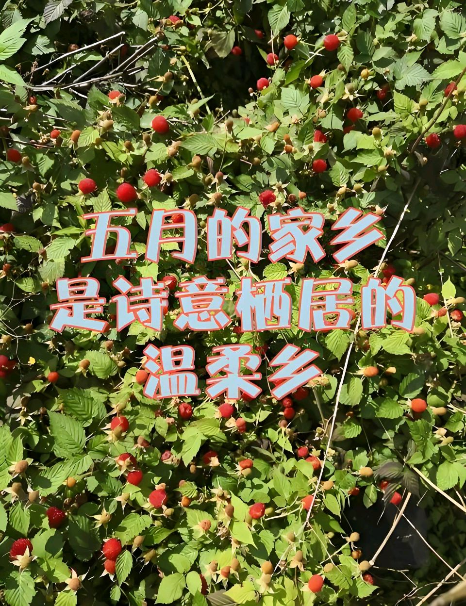 中华红旗国际诗社～北京头条～是谁向五月写满诗意：作者/雨下罗加：朗诵/边城（图7）