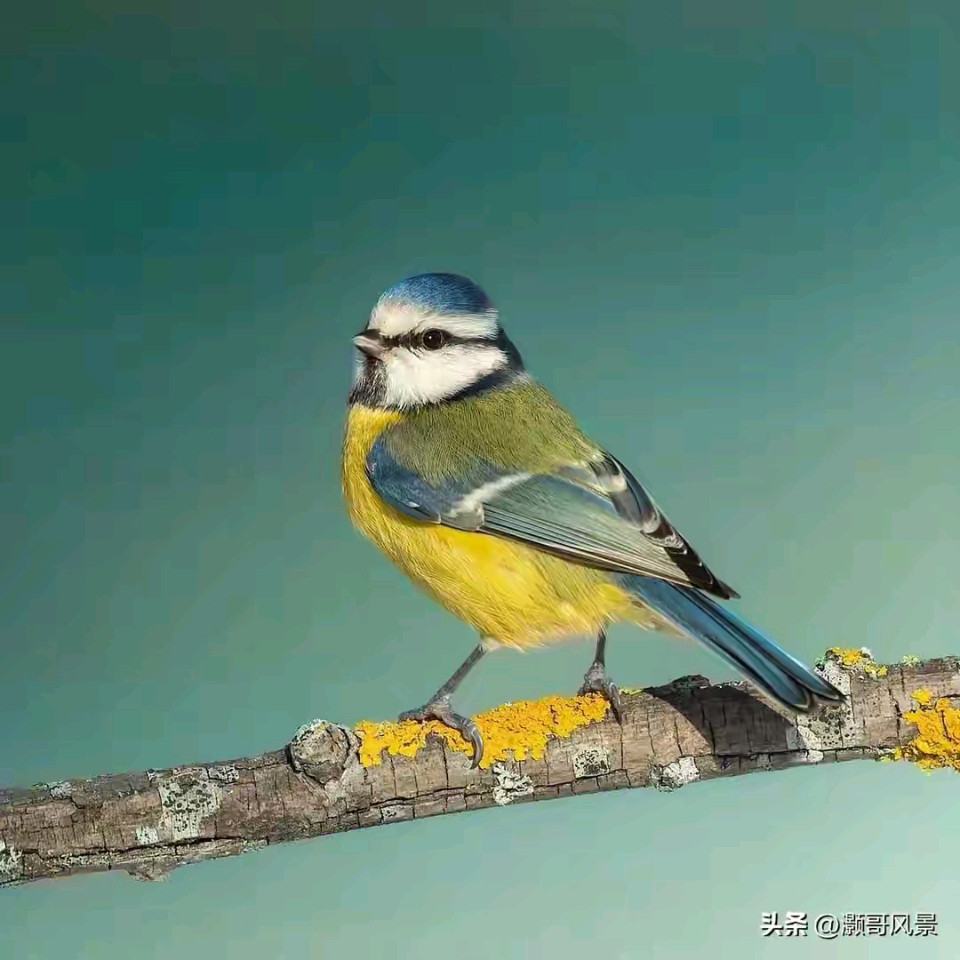 【昊昊海峡新干线副刊】深悟古人思佳时（作者：昊昊/中国台湾）……莲叶之珠文学社（图3）