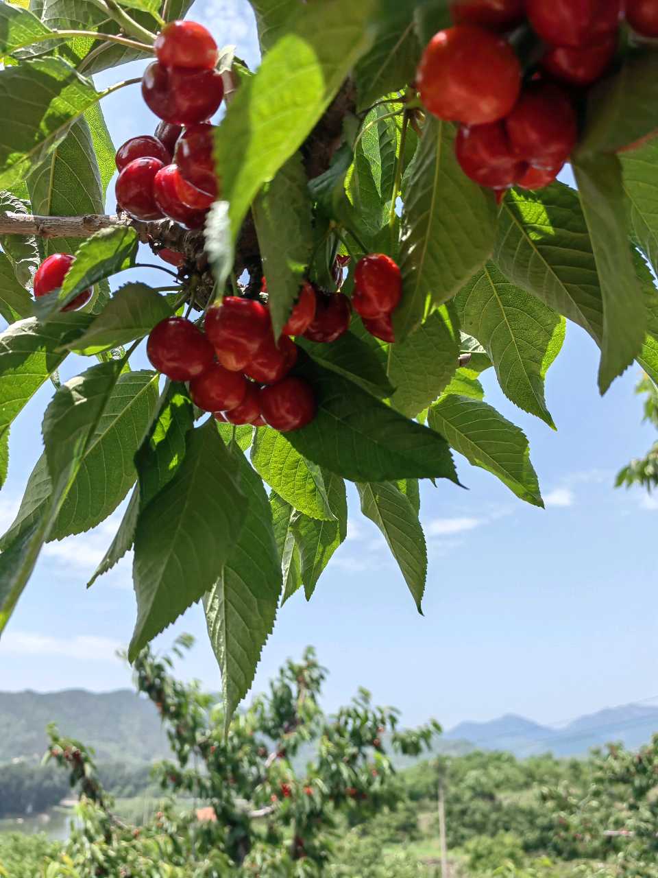 南山摘樱桃🍒（图4）